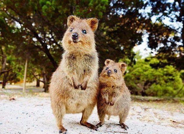 它们就是澳洲短尾矮袋鼠,一种非常可爱的小家伙