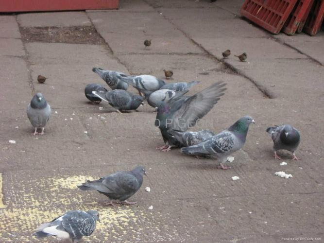 灰王鸽 1