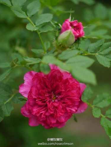 花有单瓣也有重瓣,重瓣的叫"送春归",日本人叫"十六夜蔷薇",也美.