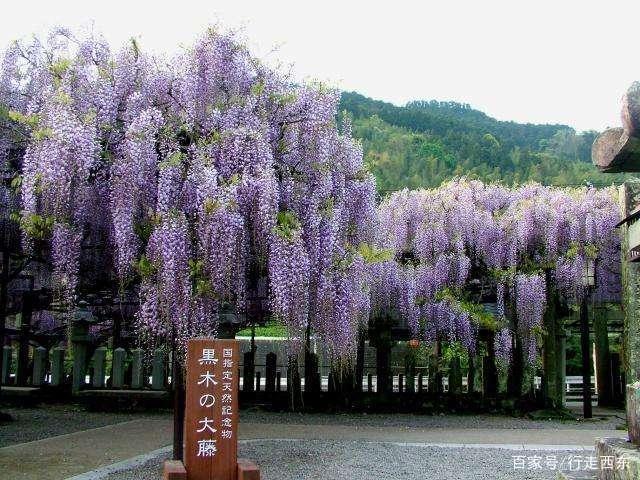 600岁巨型紫藤花被全部剪掉,就不知道学点好!