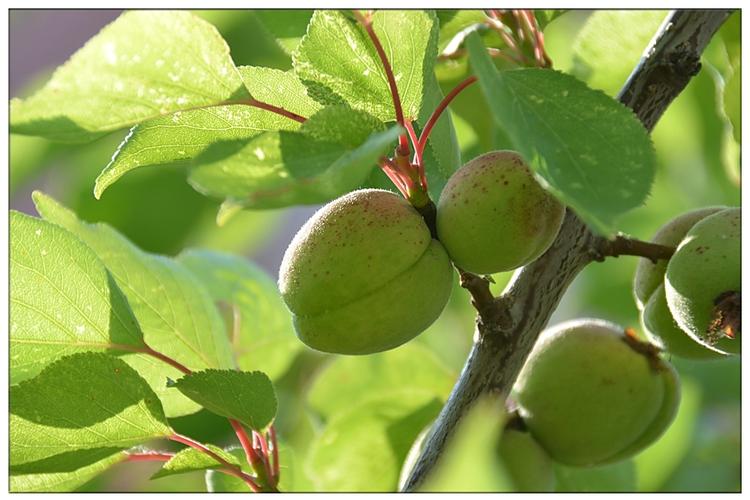 【生态摄影】即将成熟的山杏