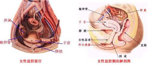 通过穿刺,所得到的腹腔内容或子宫直肠窝内容,如正常腹腔液,血液,脓性
