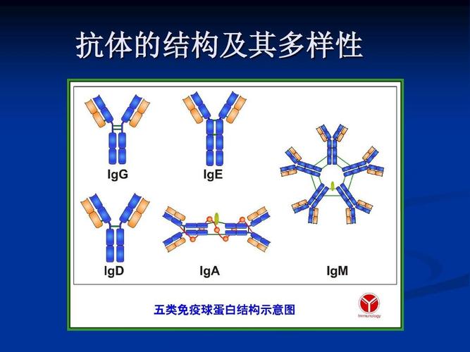 抗体的结构及其多样性