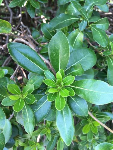 叶子有光泽,呈倒卵形.