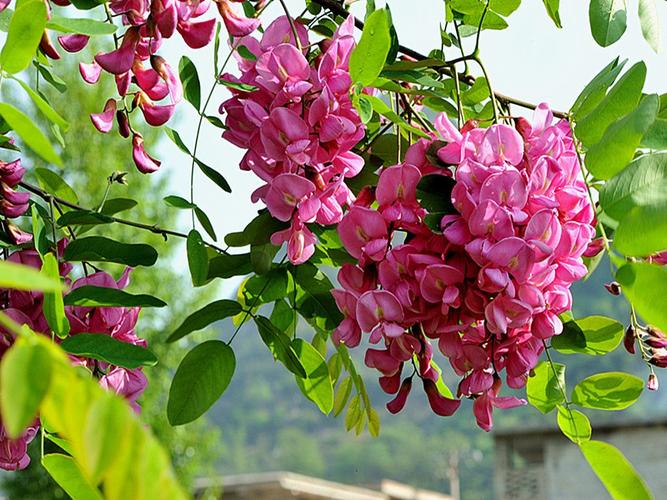 红色的洋槐花真的有毒吗?不知道的,赶快看看吧!