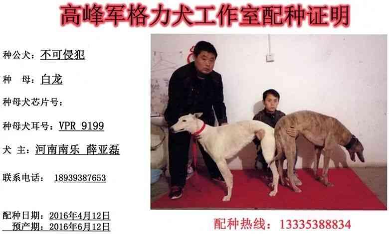 薛亚蕾的格力犬种母白龙使用高峰军格力犬工作室的种公不可侵犯配种