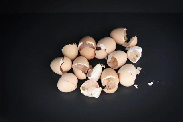 孙俪晒孵出的小鸡和蛋壳,照片拍的好美,这么小网友就安排好它们未来的