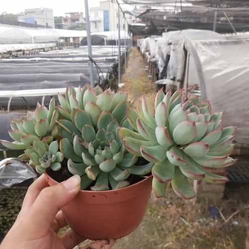 雨燕座多头群生多肉植物 办公室超萌