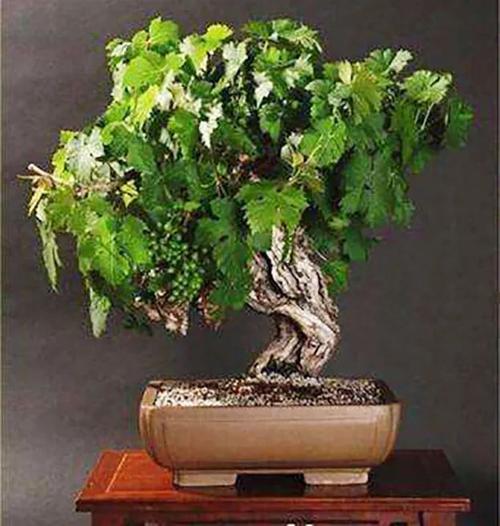 葡萄算得上是最佳阳台果树盆景之一,但品种选择很重要