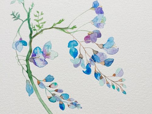 水彩031【风铃草】