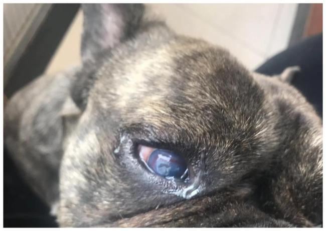 资深兽医分享狗狗眼睛发红是结膜炎还是角膜炎教你辨别