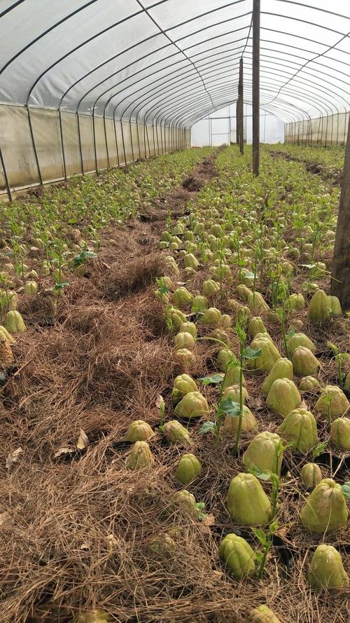 供应大厅  种子种苗  佛手瓜苗   惠水县耀农种养殖农民专业合作社