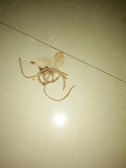 狗狗拉肚子拉血,还拉了虫,并带有血,会不会是细小,禁食后把虫子拉出来