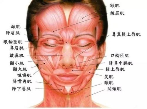 2,人类的面部有43块肌肉,这43块肌肉协调运动让我们产生丰富多彩的