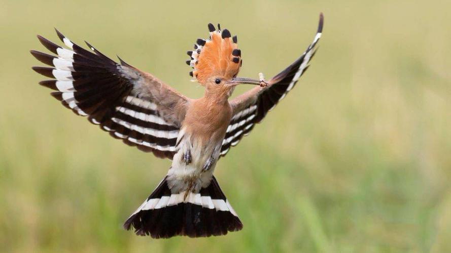 鸟类中的邋遢王颜值极高却臭不可闻还被称作棺材鸟