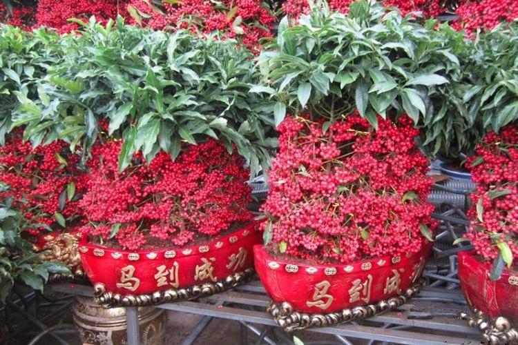 富贵籽盆栽植物含盆包邮室内观果花卉金玉满堂红凉伞苗黄金万两