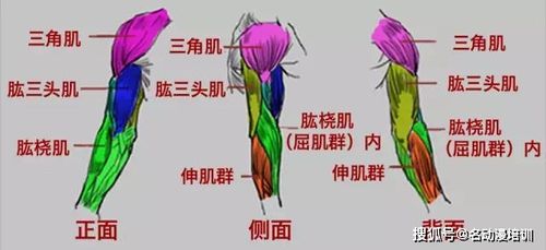 手臂大分类可以分为三个部位.