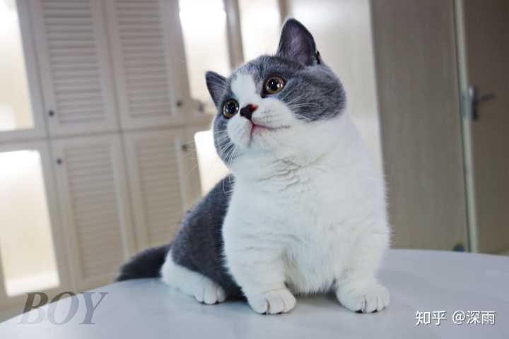 曼基康(短腿猫)的价位大概在多少?