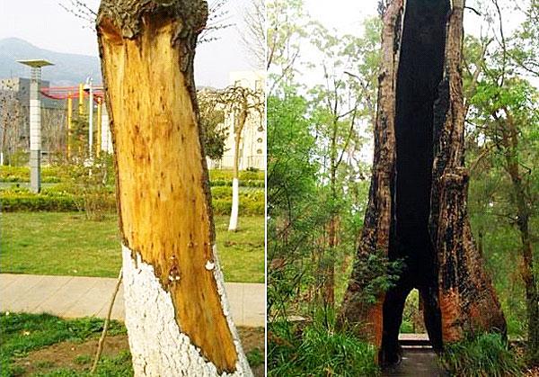 为什么树怕剥皮?