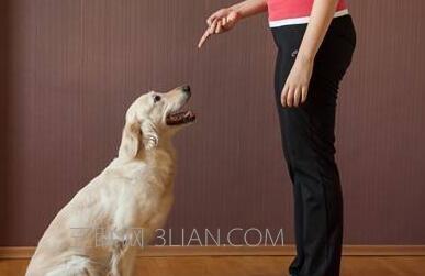 训练狗狗的方法手势