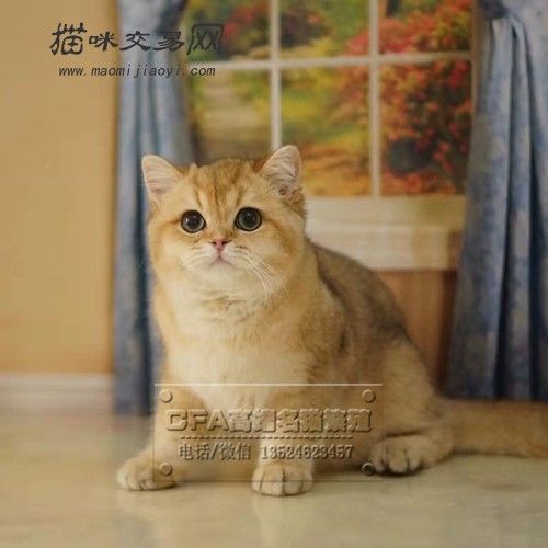 金渐层黄色金色猫咪宠物猫活体幼猫英国短毛猫绿眼睛可上门