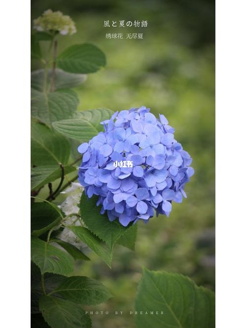 长沙 | 绣球花 | 壁纸_绣球花_壁纸_湖南省森林植物园