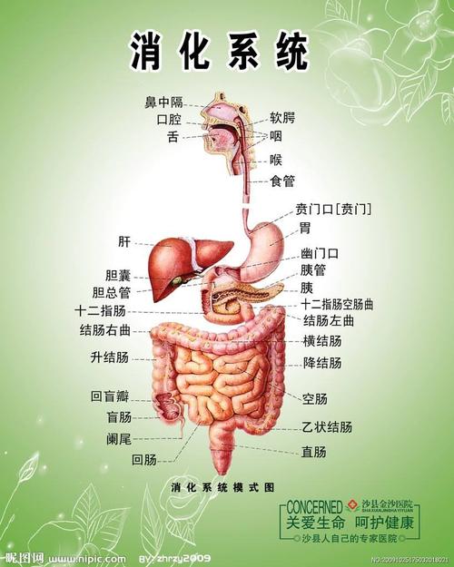 小朋友们?你知道消化系统是做什么的吗?