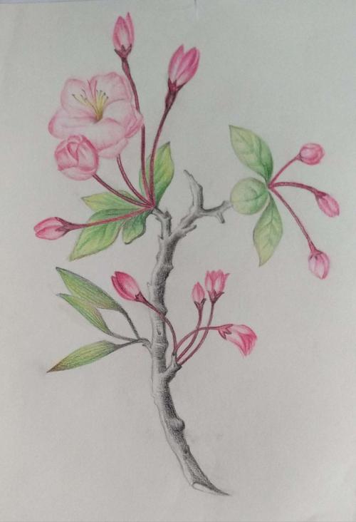 海棠花是古二小的校花,因此成为这次彩铅画的主要题材