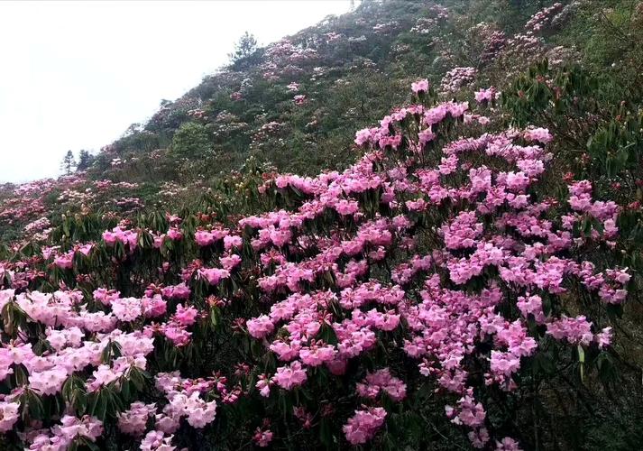 杜鹃花开(江西坳)