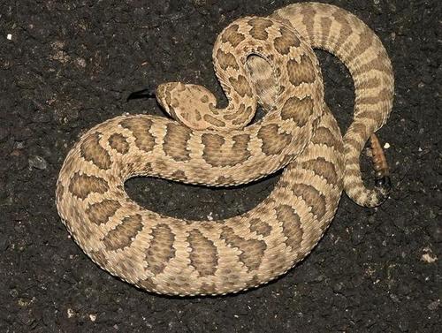 出击前给猎物以信号的响尾蛇,真的和人们印象中的一样凶险吗?