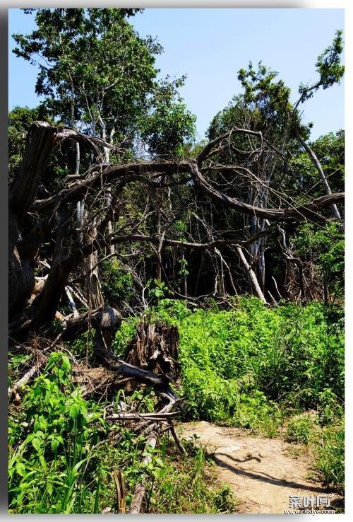 亚马逊热带雨林恐怖传说 亚马逊森林十大杀手
