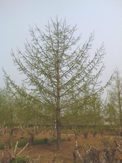 30公分银杏实银杏树价格.商品大图