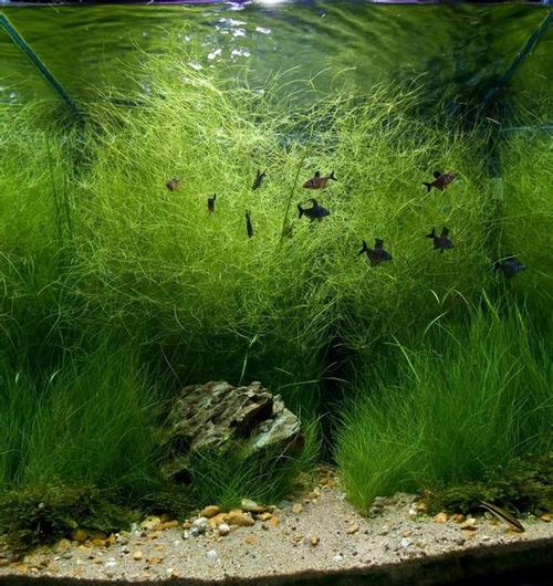 小缸水草造景欣赏