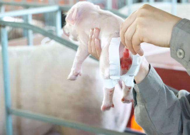 小猪八字腿怎么治疗?学会了很有用