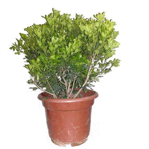绿植 独杆米兰花四季常青 室内客厅阳台绿植开花驱蚊植物 米兰花盆栽