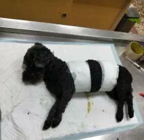 泰迪凌晨溜出门,回来时竟遭"环状"剥皮!