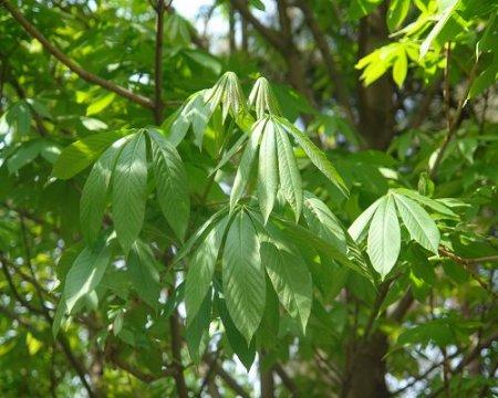梭罗树的药用价值 梭罗树图片