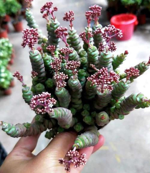 养3年的钱串"开花"了,粉嘟嘟很漂亮,不过观赏后就剪掉