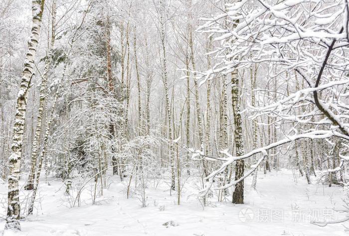 雪地里的树.冬天天气很好.