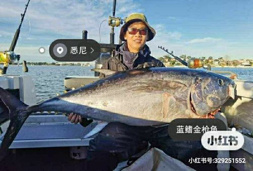 到底是蓝鳍 还是黄鳍金枪鱼 悉尼海钓_金枪鱼_海钓_刺身_美味_口感_蓝