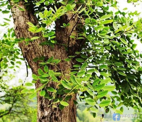 古树沧桑|漫谈阜阳神奇树种"黄檀树"