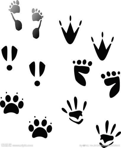 各种脚印图片