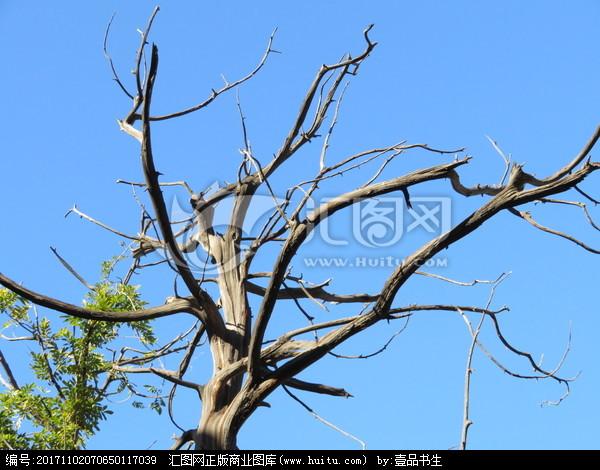 枯树干枯树枝