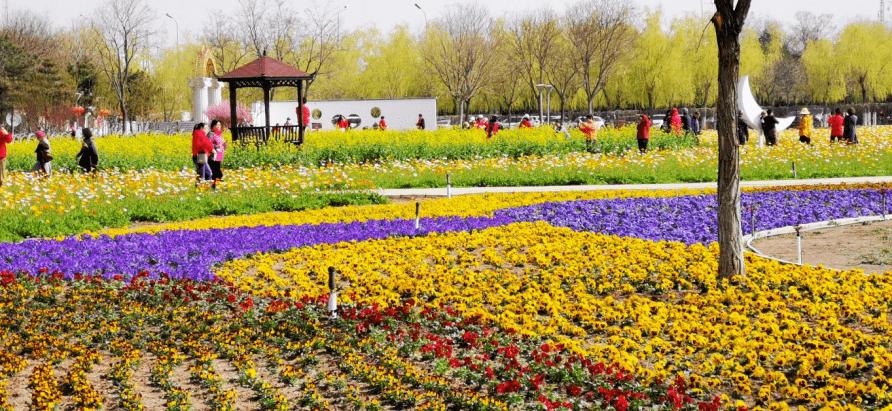 首农食品集团丨百亩花海再现京城 首农·紫谷伊甸园开园!