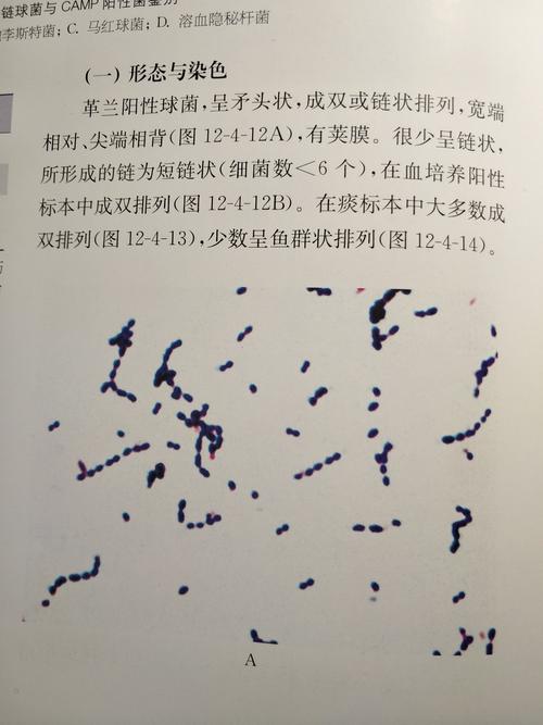 微生物形态