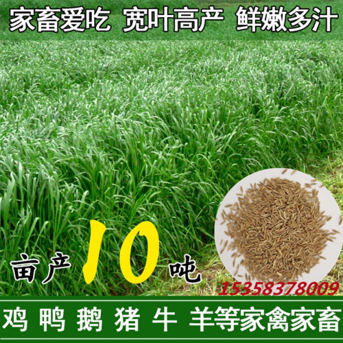 高丹王草种籽牧草黑麦草种子养殖草籽喂鹅牛羊鱼草种籽四季多年生