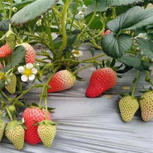 隋珠草莓香野草莓苗现蕾期温度管理技巧