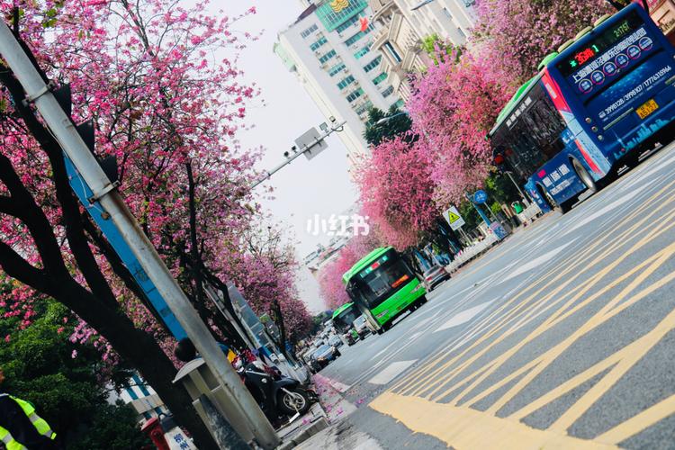 柳州紫荆花_柳州攻略_景点_出行_人文风光展示_城镇