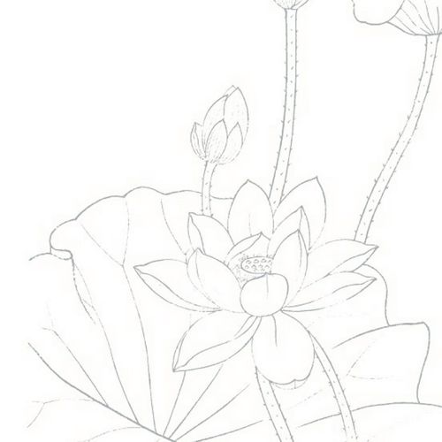 工笔荷花线描宣纸 无需描线直接上色 8开15页 初学
