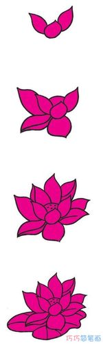 荷花和其他花朵一样,都是由很多娇艳的花瓣组成的,盛开的荷花里面包着